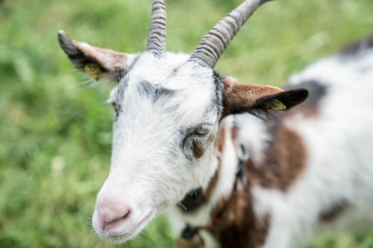 Hotel Bio Bauernhof Vorderoberlehen Werfenweng Esterno foto